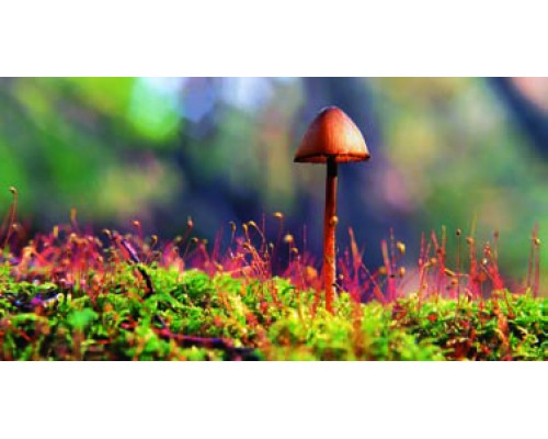 Desk Calendar DC 4